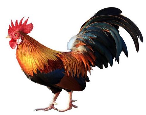 为何丧葬仪式上要用鸡引魂 第1张